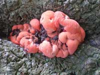 In autumn there is an abundance of fungi of all shapes and colours throughout the park