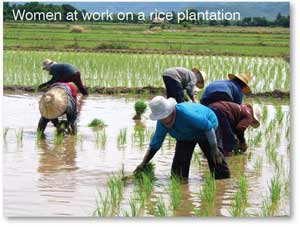 Women at work on a rice plantation