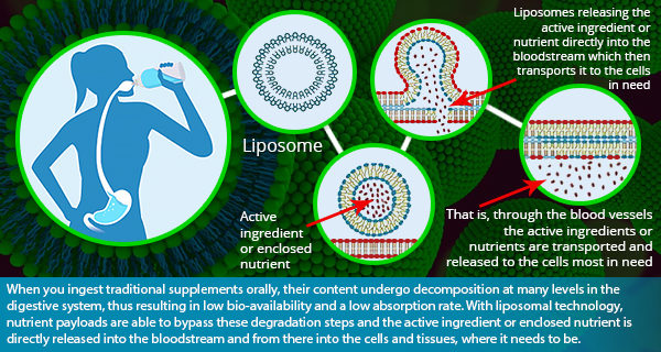 easy penetration into the cells is the key benefit of liposomal supplements