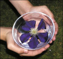 Clematis-Hands%20350_thumb.jpg