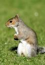 Grey Squirrel