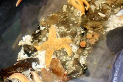 rockpool courtesy of southend Sealife Adventure Centre