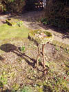 moss fills bird bath