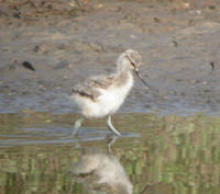 Avocet Chick