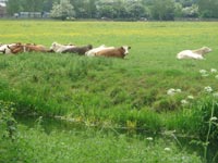 Cows in Cymbeline Fields