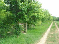 Farm track in Cymbeline Fields