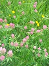 Wild flowers in Cymbeline Fields