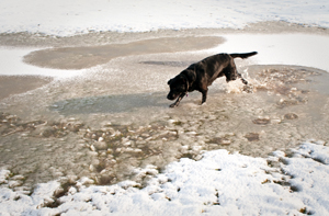 dog on a snowy shore