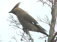 The Waxwing