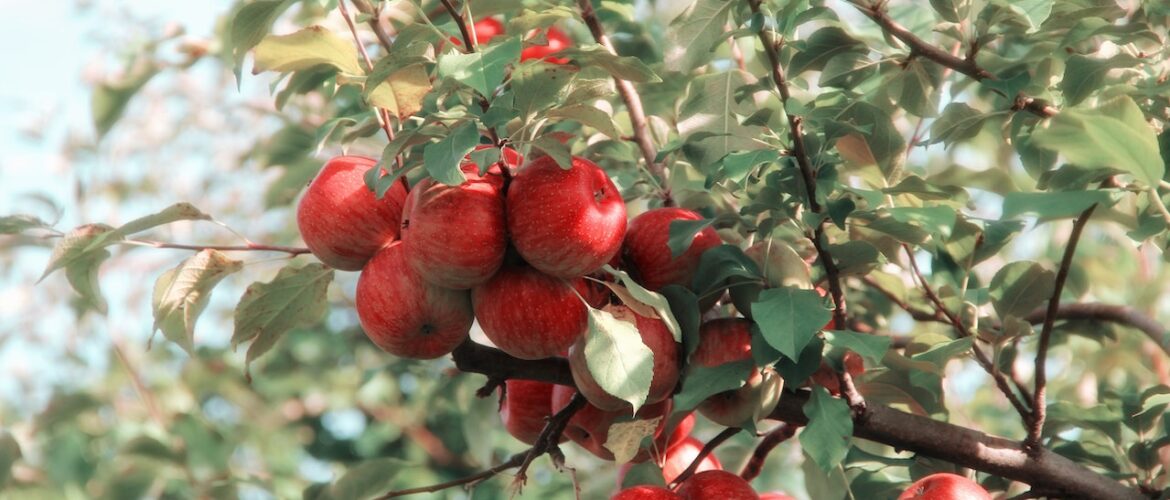 growing an apple tree is a great way to boost your healthy eating