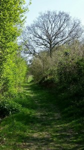 Walk in Thorndon Country Park