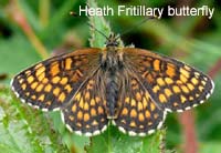 Heath Fritillary butterfly