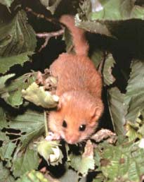 Dormouse