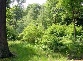 Belfairs Woods