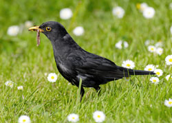 Blackbird with a beak full of food