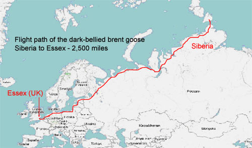 Flight path of the dark-bellied brent goose - Siberia to Essex, 2,500 miles