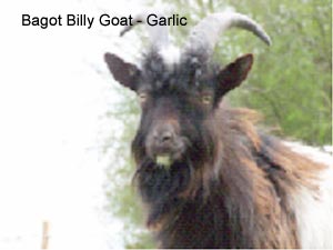 Hadleigh_Farm_Goat