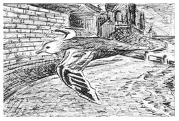 ‘The Herring Gull’ - Illustrated by Susan McSweeney