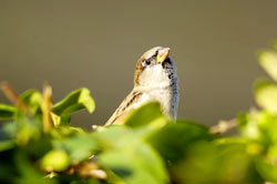 House Sparrow