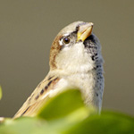 House-sparrow