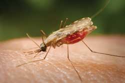 Malaria spread by Mosquito