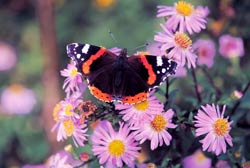 Red Admiral Butterfly