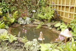 Small Garden Pond