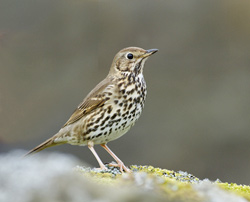 Song Thrush