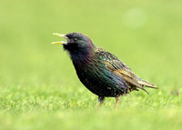 Starling