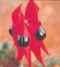 Stuart Desert Pea