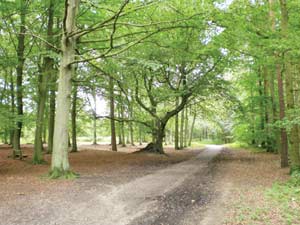 Tree lined path in Thorndon Country Park