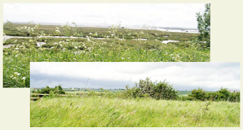 Views from Two Tree Island towards Hadleigh Castle and the Marshes