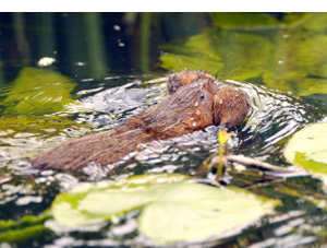 Water vole carrying young to safety