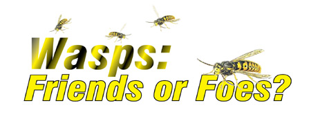 Wasps: Friends or Foes?