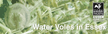 Water Voles in Essex