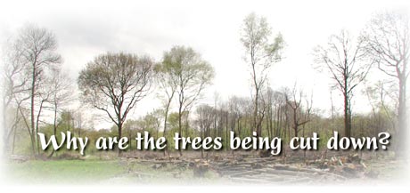 Have you ever wondered why the trees are being cut down in nature reserves?