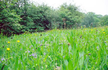 Hitchcock’s Meadow (an EWT nature reserve)