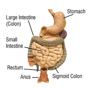 The Digestive system showing the colon