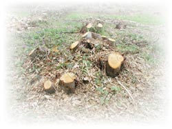 Trees felled close to the ground