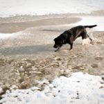 dog-on-a-snowy-shore