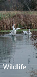 Wildlife in Essex: geese