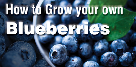 Grow your own Blueberries - Healthy Life Essex