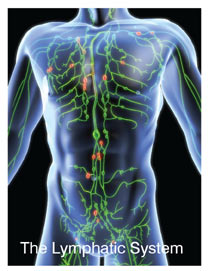 Manual Lymphatic Drainage (MLD) explained - Healthy Life Essex