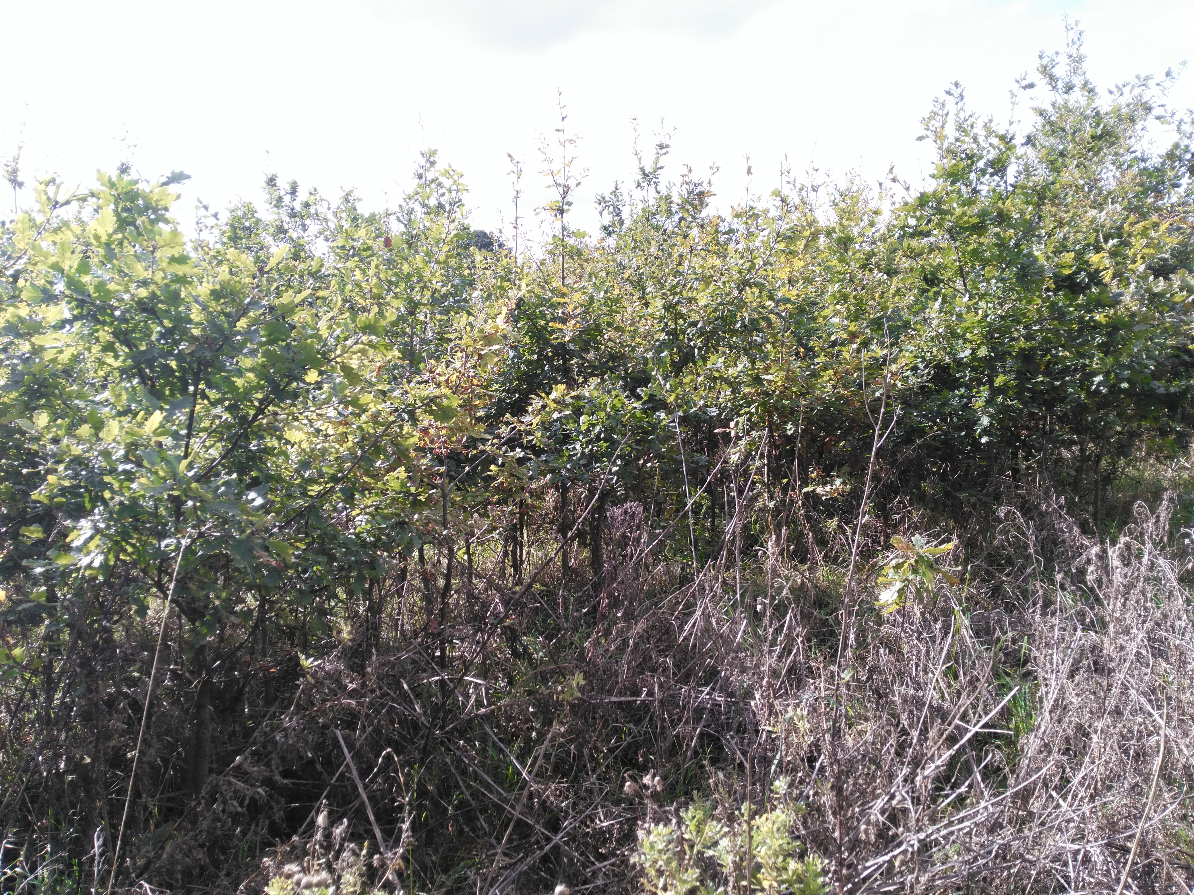 little saplings in Crays Hill land