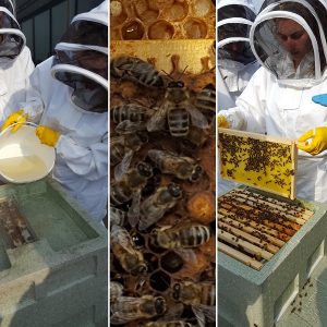 PhotoCredit_City of Liverpool College Beekeeping