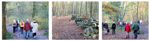 West Wood Walk 7, Coppicing & Crossing Prittle Brook