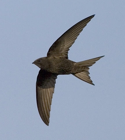 Our Swifts are in decline. Can you help? - Healthy Life Essex