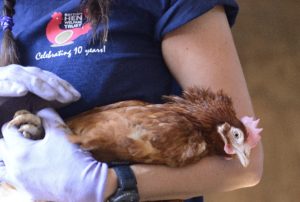 Hen re-homing