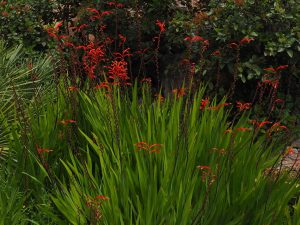 perennial planting