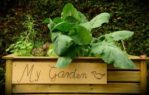 Raised beds in the garden